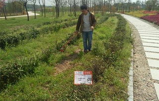 1. 对土壤的影响