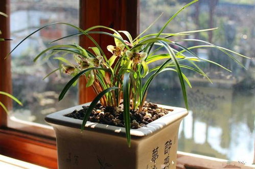 兰花施肥促新芽，如何选择合适的肥料