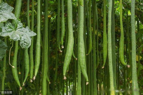 菖蒲的种植方法和养护要点