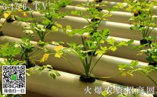 12月浙江蔬菜种植清单