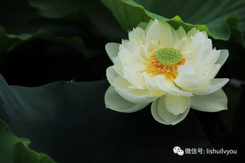 延长莲花开花期，你试过吗