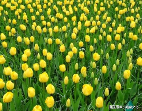 陈种复活成本对比