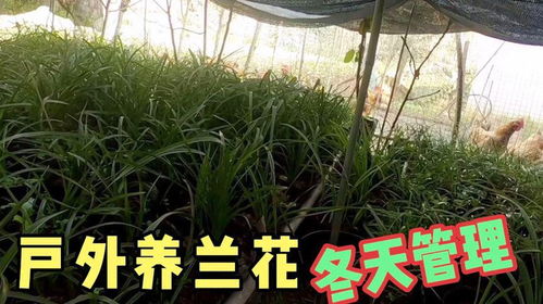 兰花冬天露天养，如何有效保暖