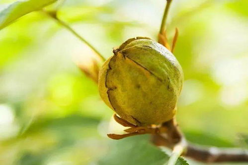 内部数据揭秘，香樟树果实的商机