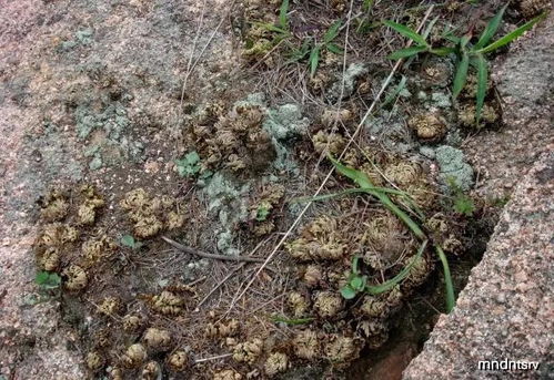 种植卷柏的土壤选择