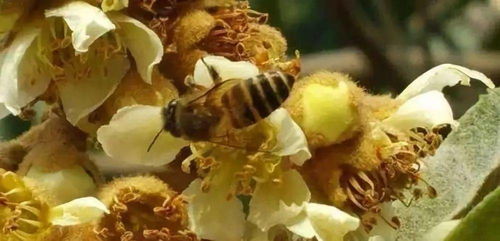 冬季开花流蜜的树，你了解多少？