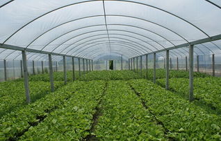 大棚种植的应对措施