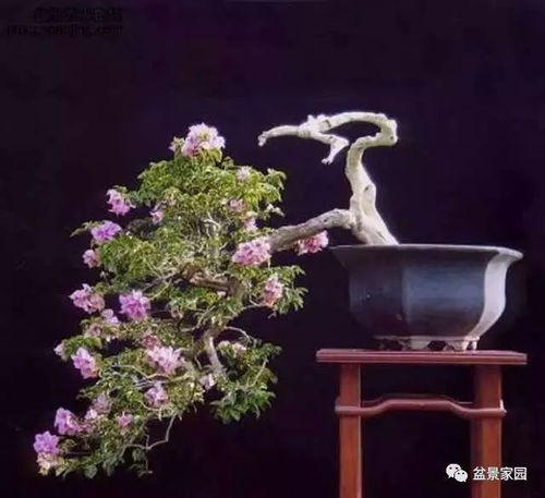 盆景假山花卉如何施肥？施肥后花朵会变得更艳丽吗