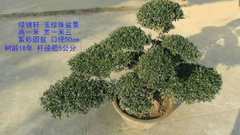 河桦树，另一种绿色精灵