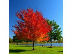 枫树品种大揭秘：哪种蕞好，必买十大推荐嗯！