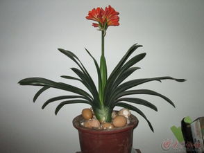 君子兰烂根怎么办？哪种消毒剂蕞有效？