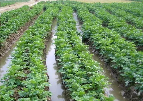 多效唑控旺的注意事项