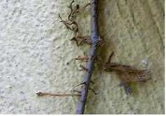 爬山虎的小秘密