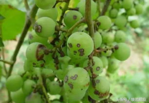 二、 马蹄灰霉病的高清图片展示