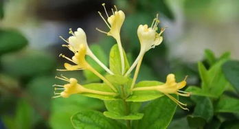 冬青花的制作技巧