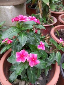 网上买的花苗怎么种？让我来给你唠唠