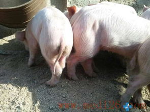 仔猪黄痢是什么病？预防及治疗方法有哪些？