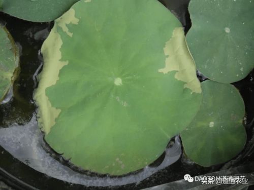 碗莲叶子焦拆，是缺水还是施肥不当