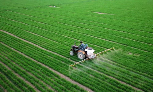 关键步骤：保护老桩的三个要点