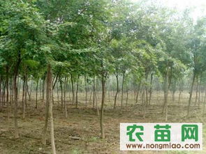 花卉市场：价格实惠，选择多样