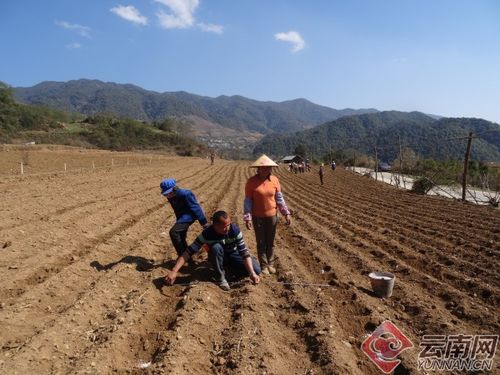 高海拔种植博落回总失败？三招破解2400米成活难题