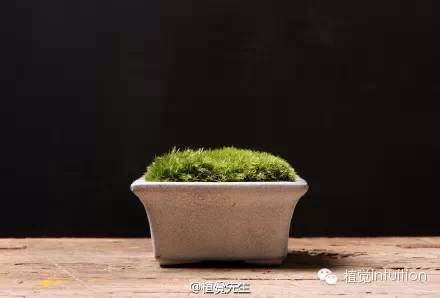盆景中如何巧妙种植苔藓？如何让苔藓自然生长