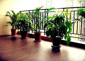 花草树木入室：一场视觉与健康的盛宴？