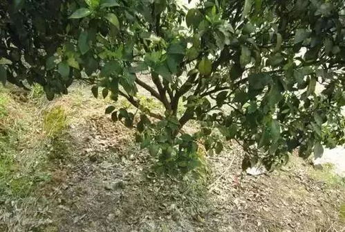 平安树那么难养，是土壤问题吗