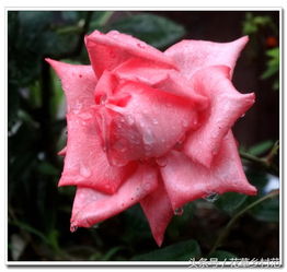 月季花的养护技巧