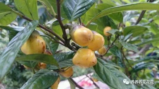 光照调节，让金茶花适应环境