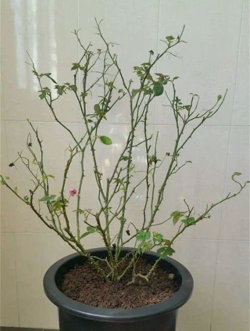 控水与施肥， 月季花的细心呵护