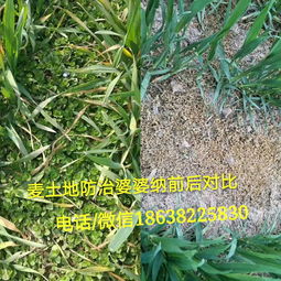 高效除草剂推荐：婆婆纳的天敌，植物养护必备知识