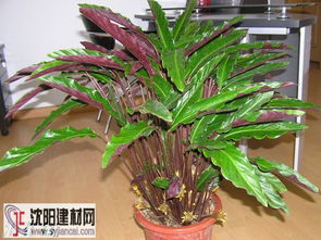 紫背竹芋缺水了吗？