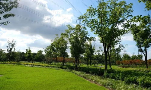 香樟籽种地，揭秘一亩嫩种多少平方？