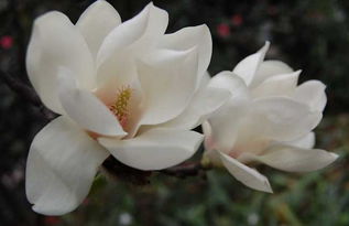 独家数据：张家口2025年新苗对比