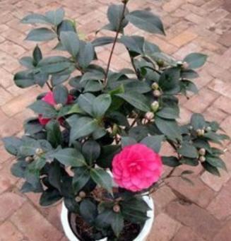 茶花适合在室内养吗？这几个小技巧你知道吗