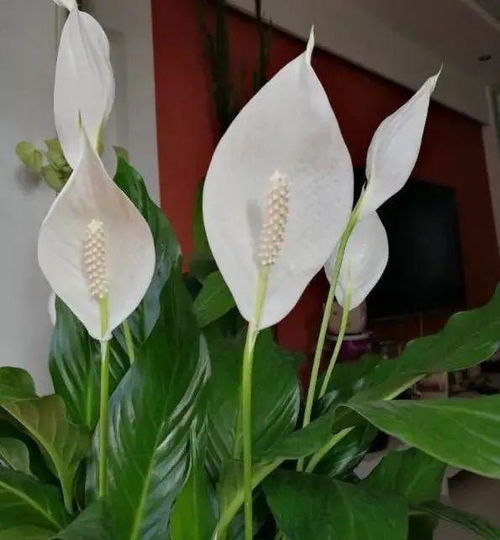 白掌的 花语:本站是提供个人知识管理的网络存储空间