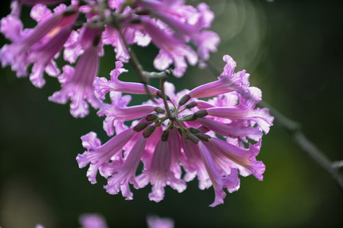 三月公园里那迷人的紫花究竟是谁？