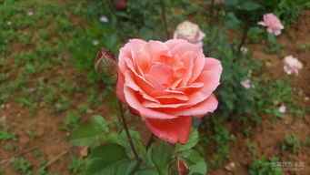 花期之谜：苏格兰黄油月季的花期究竟有多长？