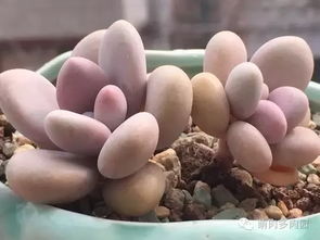 适宜的生长环境