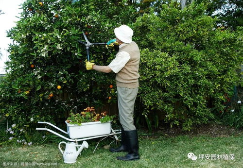 一月份：寒冬中的苗木守护