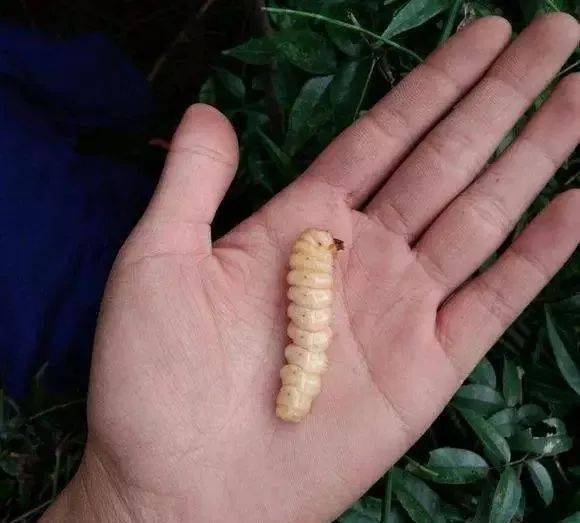 对付大葱虫子，农药是关键