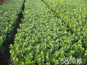 土壤施肥，让根系茁壮成长