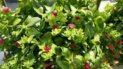 青叶吊兰的特点和应用