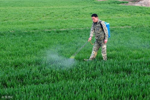 野蒜之烦恼：哪种除草剂Neng解忧？