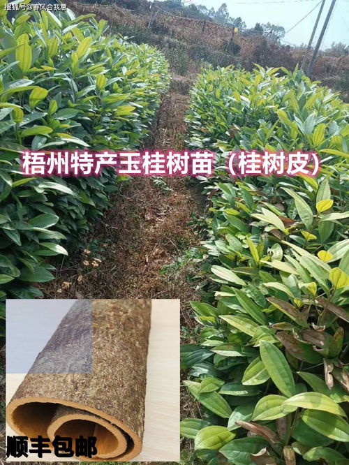 四季桂的种植技巧中，如何根据不同季节调整栽培方法以确保四季桂全年开花