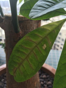 发财树叶片黄褐斑，警惕病虫害侵袭