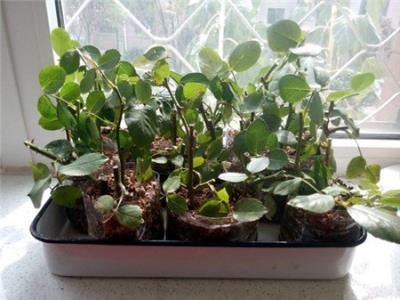 秋季10月， 收获的季节