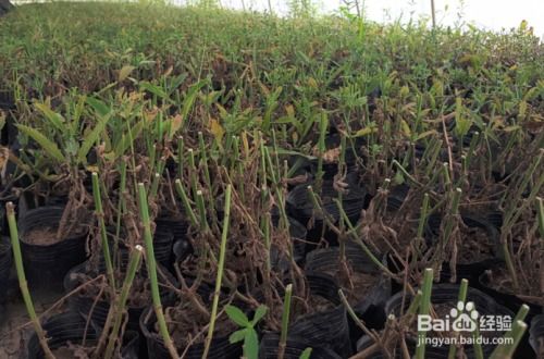 花卉种植大揭秘：宿根花卉与二年生花卉的种植要点全解析