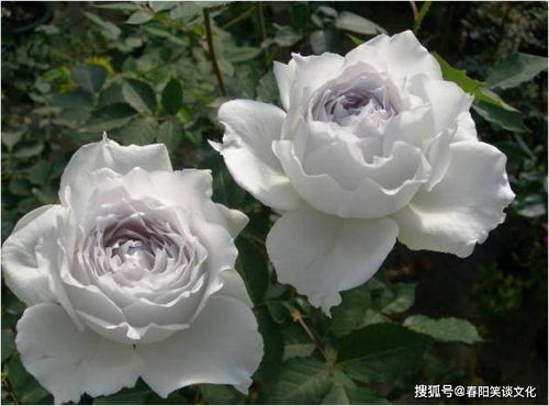 天使长米迦勒月的优点：